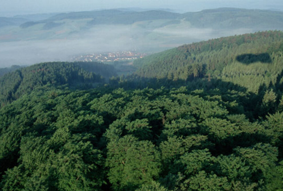 Bundesregierung bringt Waldklimafonds auf den Weg