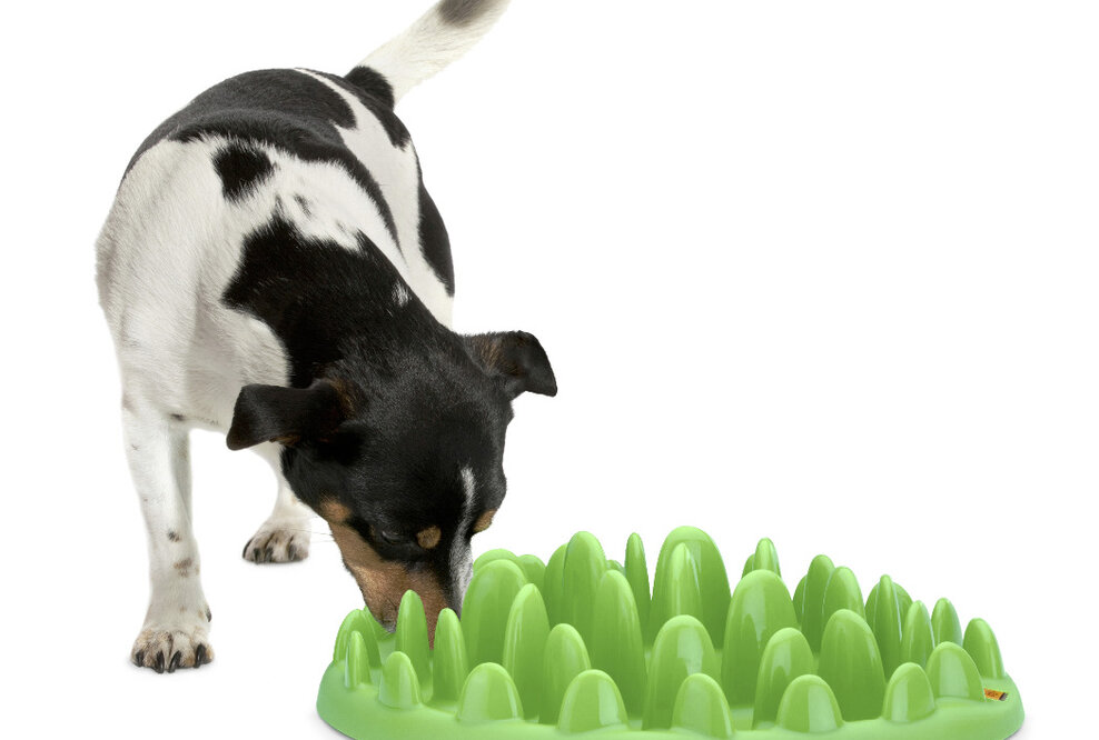 Karlie Flamingo präsentiert den mehrfach prämierten slow feeder NORTHMATE GREEN