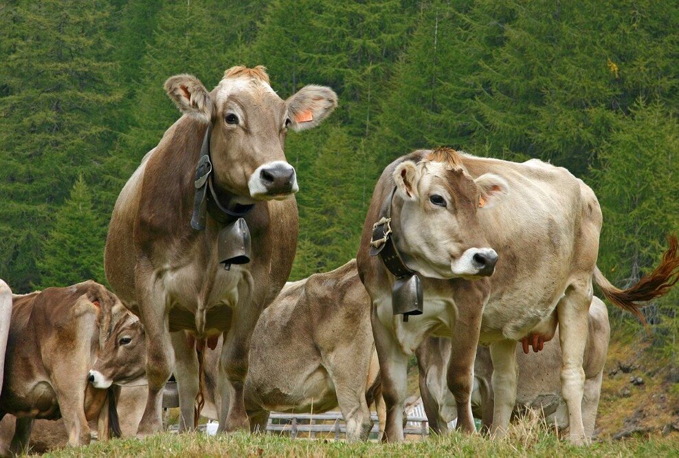 Stimmungsvoller Alpabzug in den Ossola-Tälern