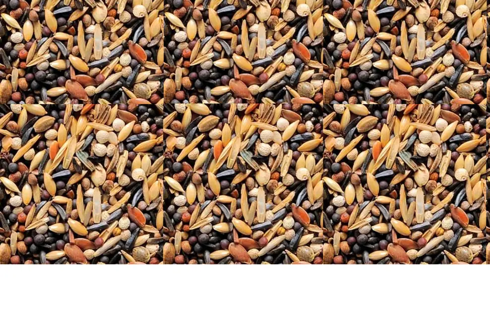 Vögel füttern: Mit hochwertigem Vogelfutter & Liebe zum Detail