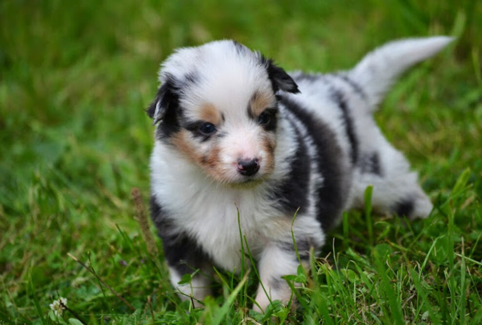 Die Urlaubszeit startet – Denken Sie frühzeitig an Betreuungsmöglichkeiten für Ihre Haustiere.