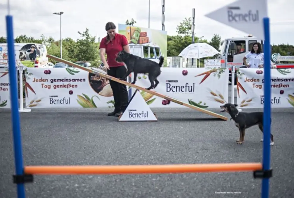 Reisen mit dem Hund - Die wichtigsten Tipps für die Fahrt in den Urlaub