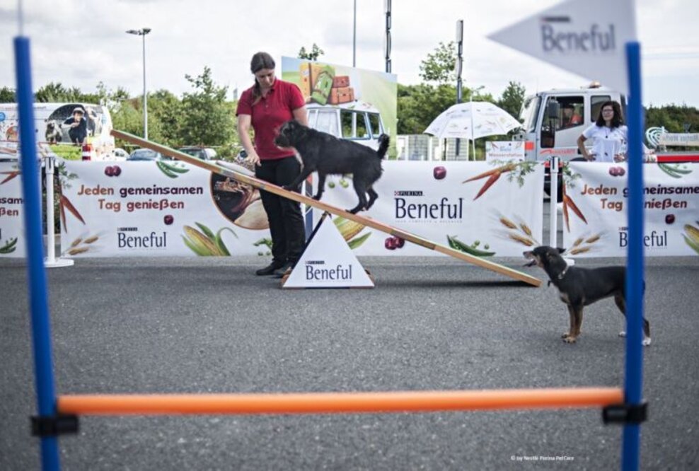 Reisen mit dem Hund - Die wichtigsten Tipps für die Fahrt in den Urlaub