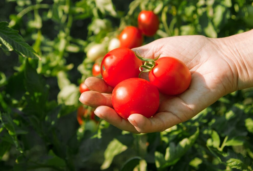 Saisonkalender für Obst und Gemüse: Tomaten jetzt im Juli und August frisch auf den Tisch