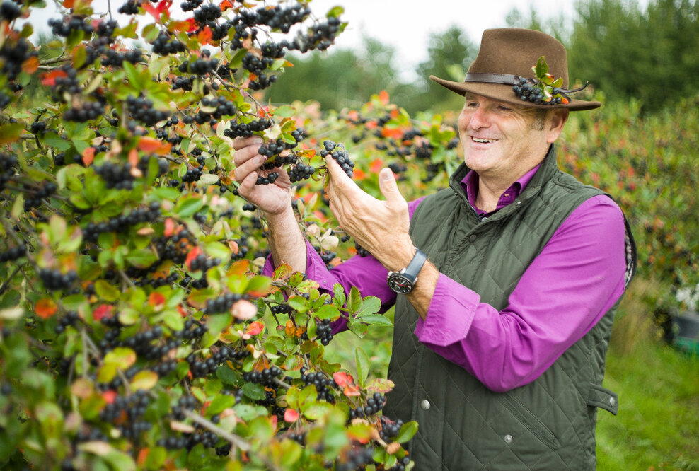 Aroniafest am Elberadweg in Coswig bietet in diesem Jahr viel Neues