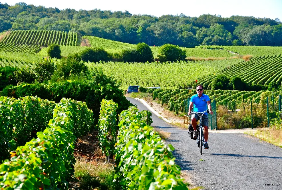 Mit dem Fahrrad auf den Spuren der Bio-Weine der Champagne