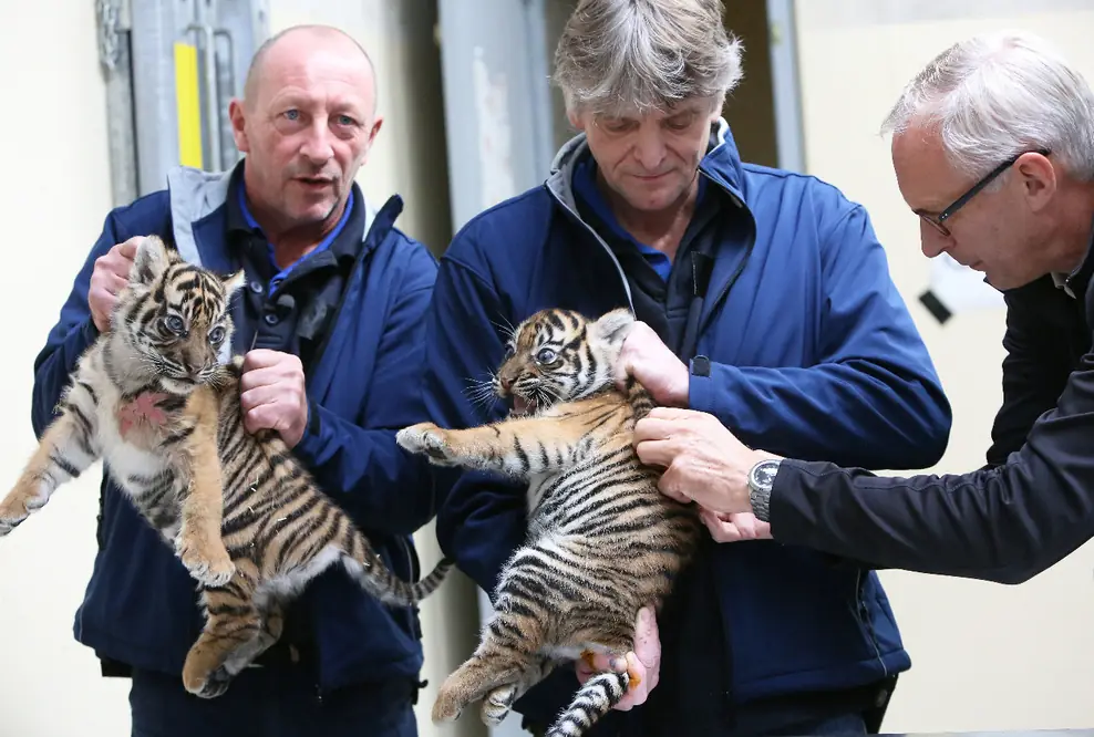 Zweifacher Tigernachwuchs im Königlichen Burgers' Zoo: Zwillinge haben erste medizinische Kontrolle bekommen