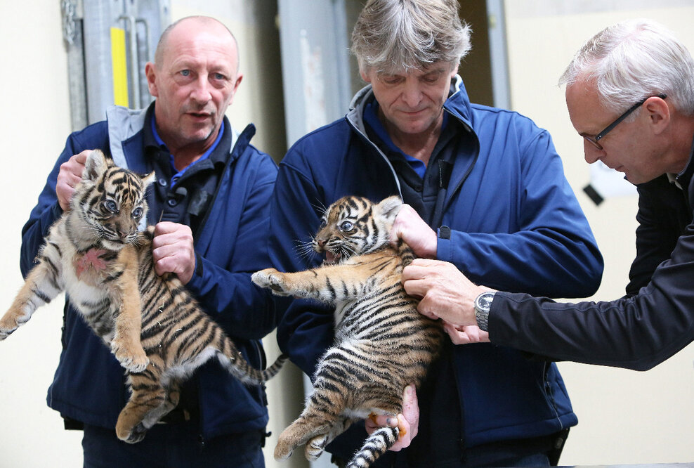 Zweifacher Tigernachwuchs im Königlichen Burgers&#039; Zoo: Zwillinge haben erste medizinische Kontrolle bekommen