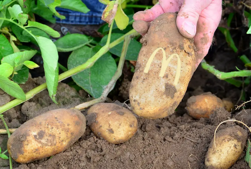 Mit McDonald’s Ehmann dem Geheimnis perfekter Pommes auf der Spur