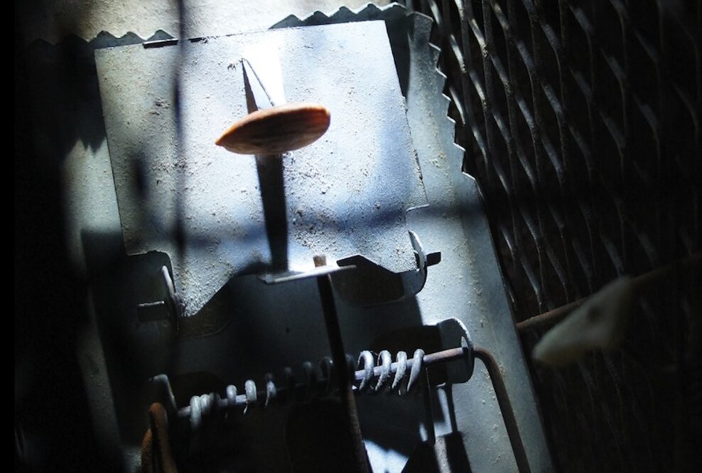 Buchveröffentlichung: Ardavan Rezai "Wir sind alle Mäuse"