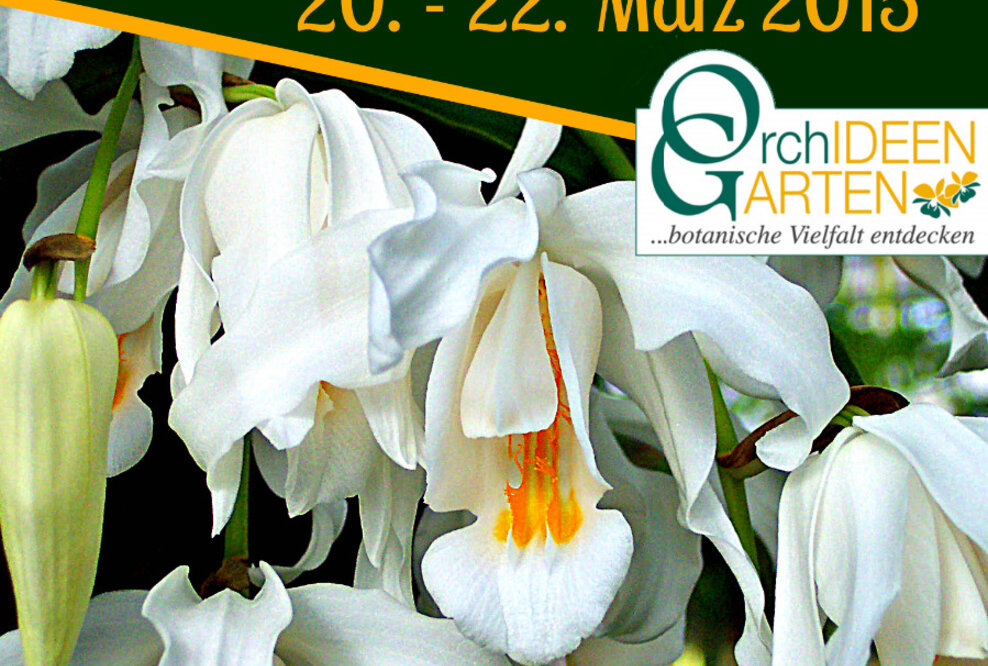 8. Kurpfälzische Orchideenschau in Mannheim präsentiert die Schneekönigin aus dem Orchideengarten