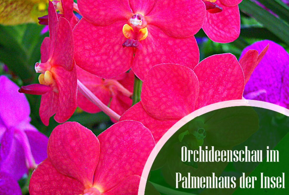 Die Kinder der grünen Hölle auf der Insel Mainau