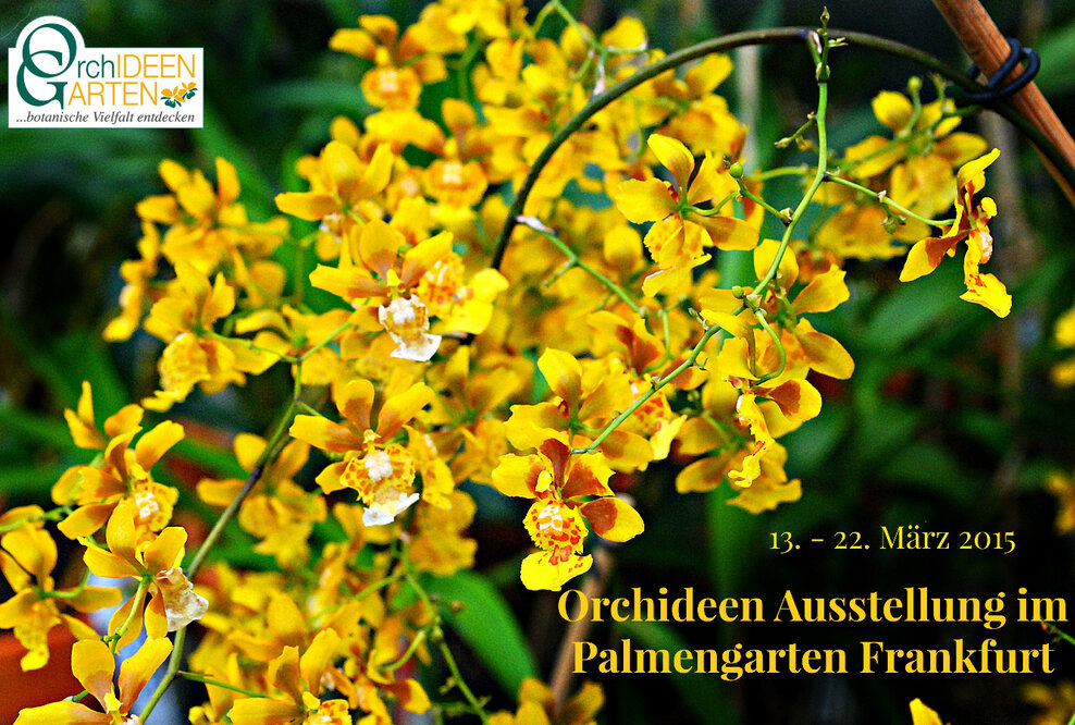 Eine Kaskade von lebenden Kofetti auf der Orchideen Ausstellung im Palmengarten Frankfurt