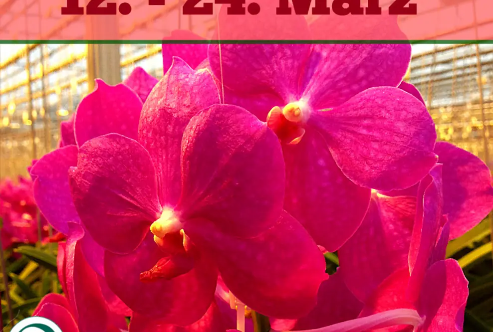 Mit Orchideen den Frühling einläuten in der Biosphäre Potsdam