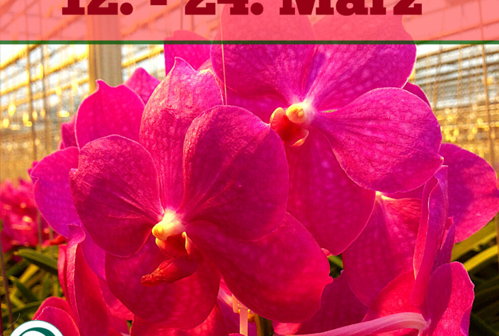 Mit Orchideen den Frühling einläuten in der Biosphäre Potsdam