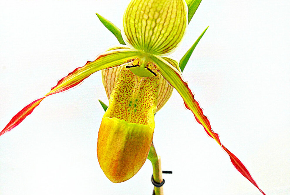 Orchideenkönigin hält Hof auf der Internationalen Orchideenwelt 2015 in Dresden
