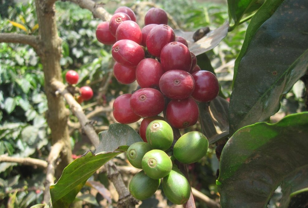 Privatrösterei Pascucci: neue Auszeichnungen und Maschinen