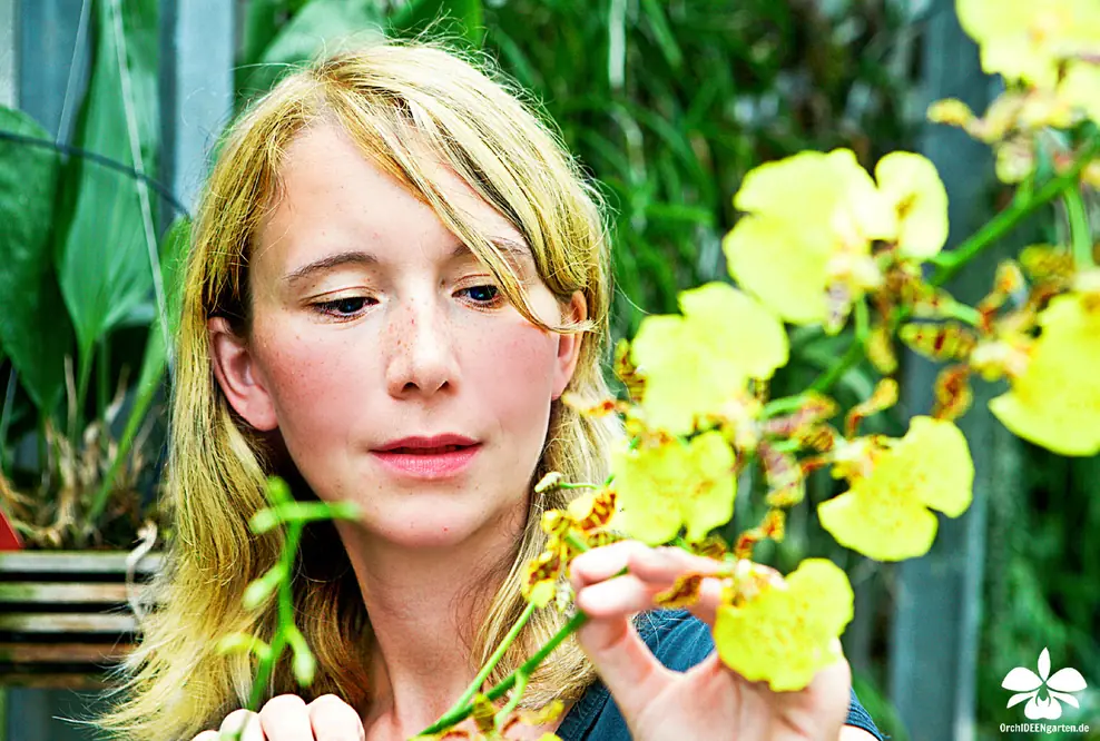 Orchideen auf der BuGa 2015 - rätselhaft, verzaubernd, ein Wunder der Natur - zusammengestellt vom Gewinner der