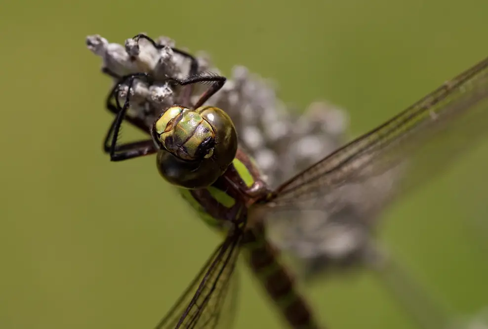 Fotowettbewerb WILD PICTURES: Sieger erwarten tolle Preise