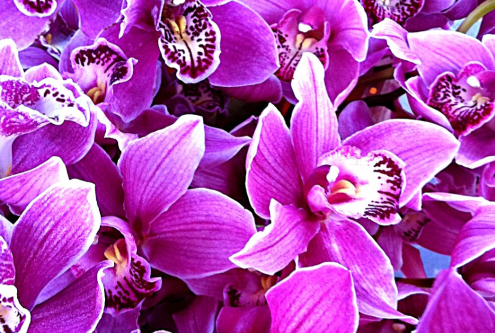 Königin der Blumen hält Hof in 900jähriger Kirche in Brandenburg