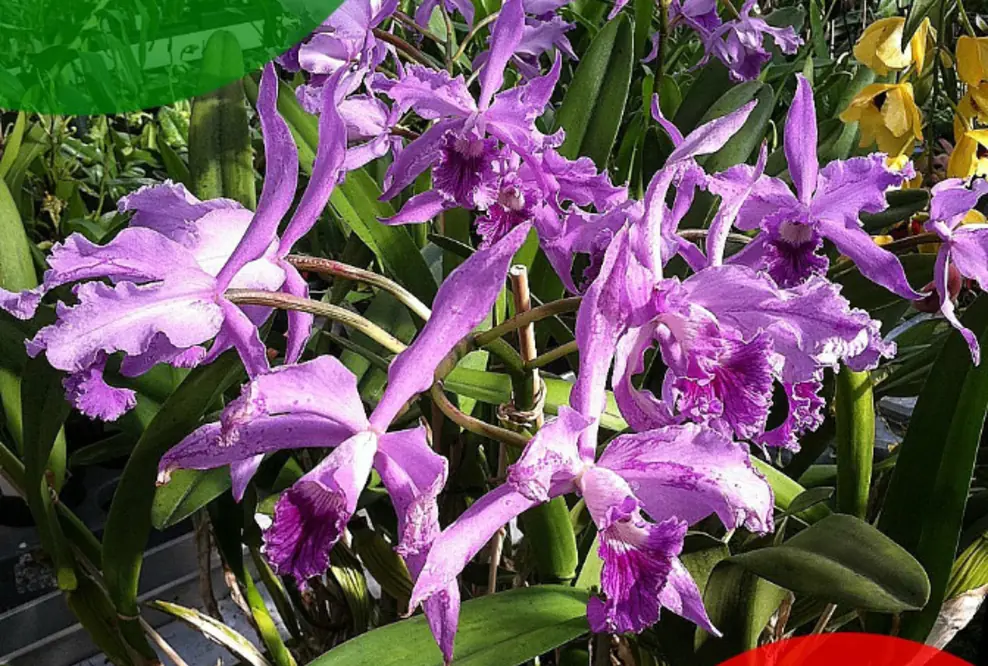 Mezzocorona Expro - Orchids&Wine - Orchideengarten Karge