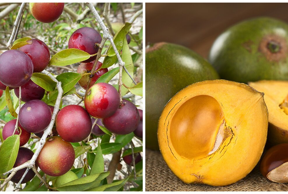 Neue Superfoods: Camu-Camu und Lucuma