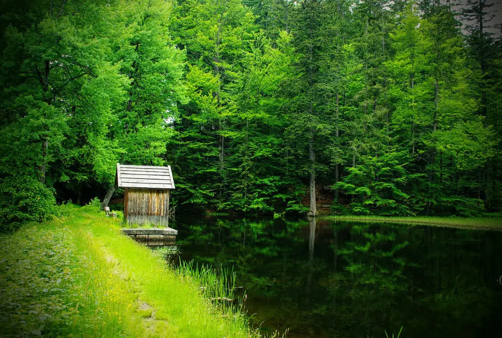App führt zu mystischen Kraftplätzen in wild-romantischen Wäldern