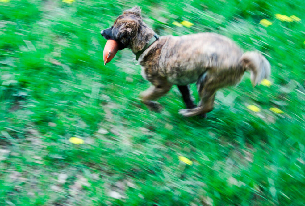 Beißunfälle mit Kindern vermeiden: Hundeschule erweitert Angebot