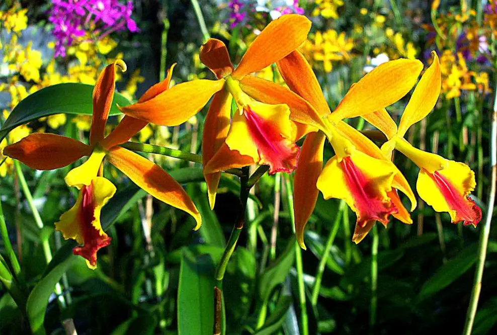Symposium der Deutschen Orchideengesellschaft im Orchideengarten Karge