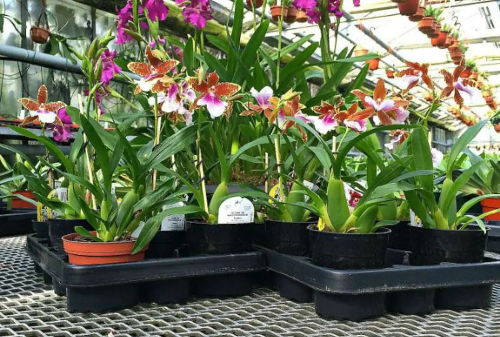 Tag der Deutschen Einheit mit Orchideen auf dem Grenzzaun