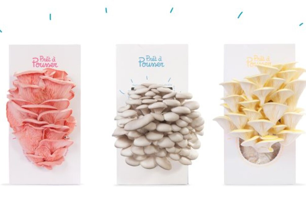 Es sprießt unterm Tannenbaum: Prêt à Pousser liefert pünktlich zum Fest farbige Bio-Pilze zum Selbstziehen