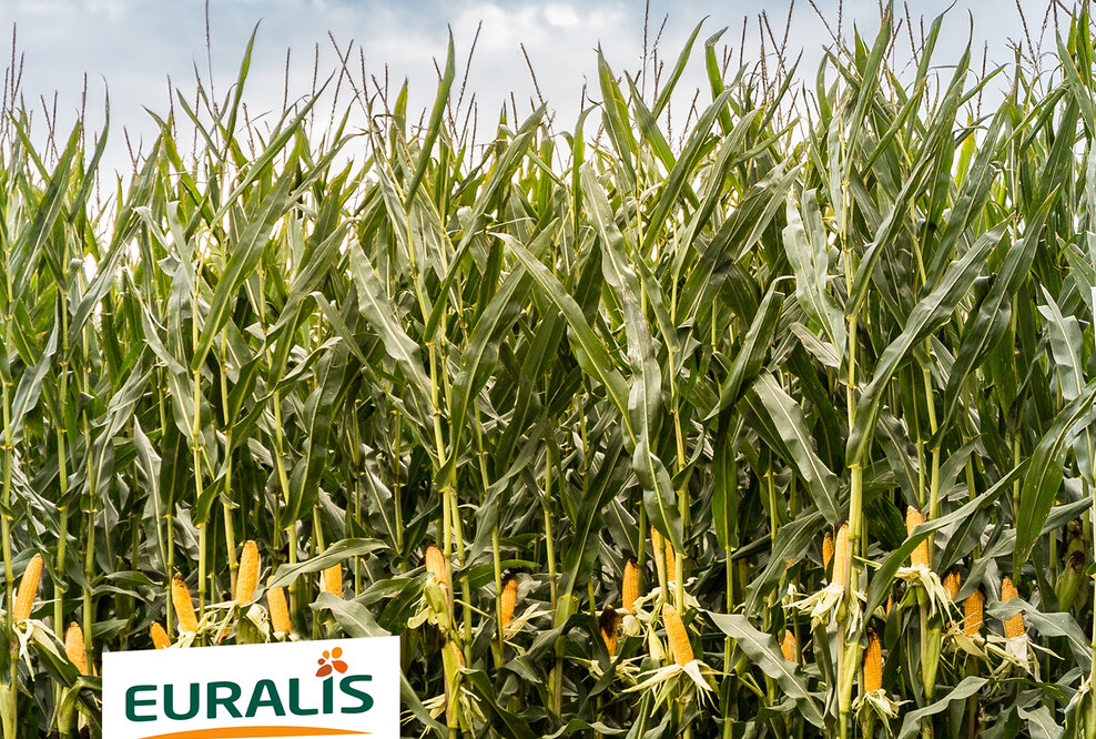 ES Metronom besetzt als mittelfrühe Dreifachnutzungssorte das Kernsegment im deutschen Maisanbau