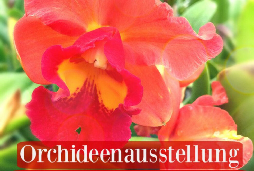 Faszination Orchideen im Botanischen Garten Potsdam mit aussergewöhnlicher Lycaste aus dem Orchideengarten Karge