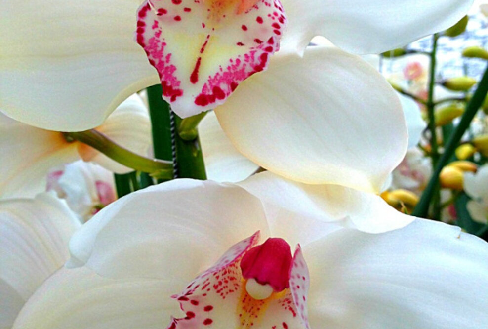 Orchideenschau in Bern vom 18. - 21. Februar 2016 mit Orchideen, die schon Konfuzius kannte