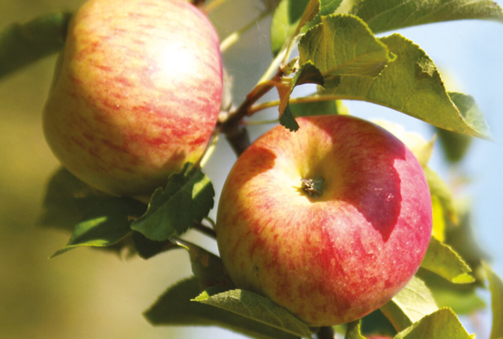 Start ins Apfeljahr: Äpfel aus veganem Friedfertigen Landbau bei Lebe Gesund