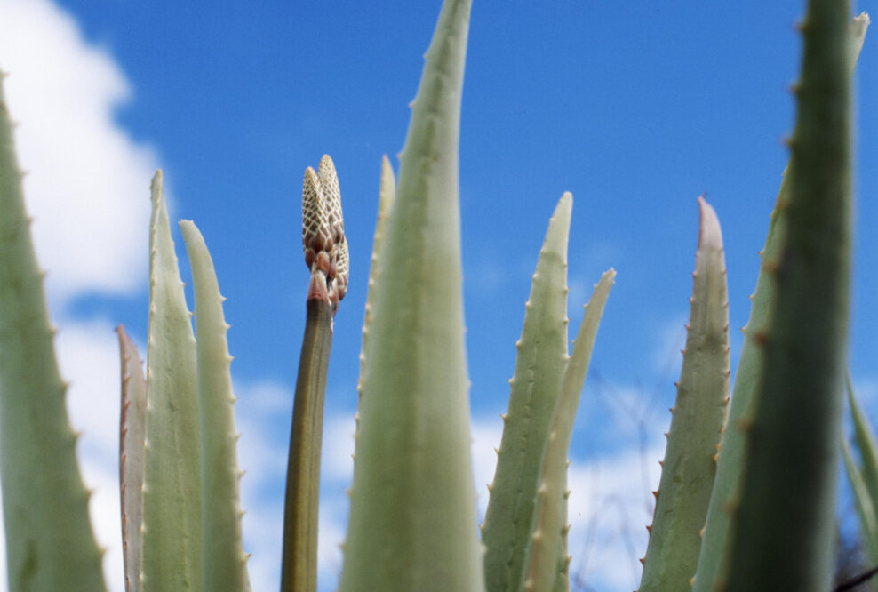 Wellness in reinster Form - Auf Gran Canaria relaxt man mit Aloe Vera