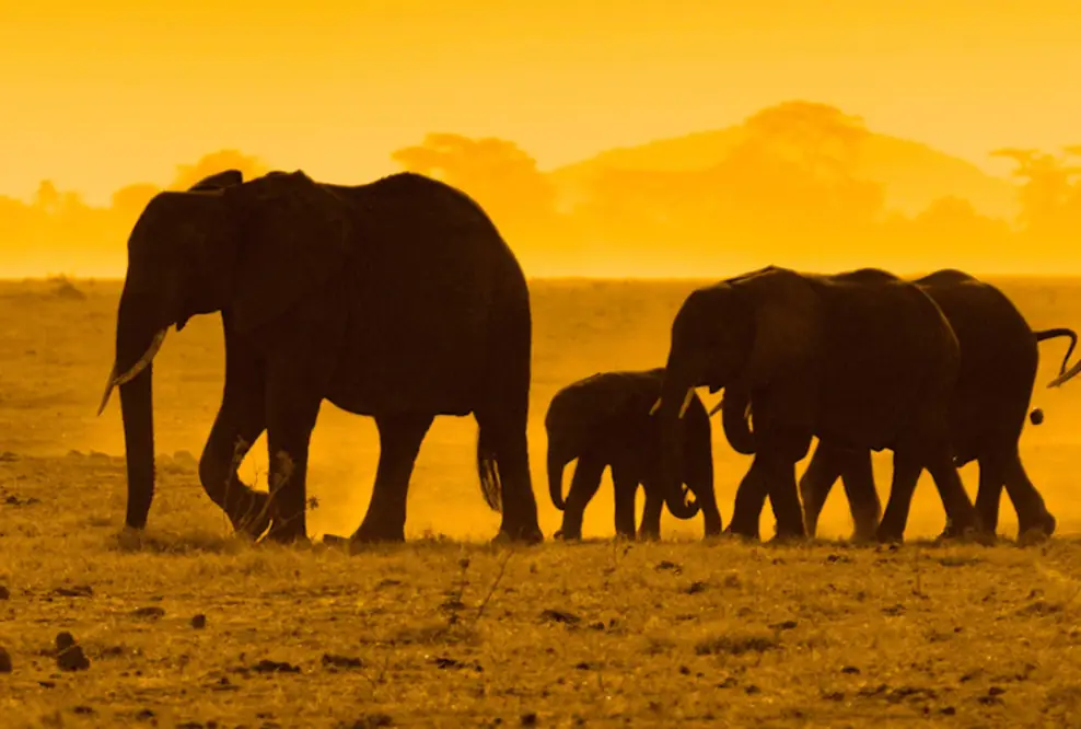 IT Outsourcing in Kenia bei welchem Du den Preis festlegen darfst