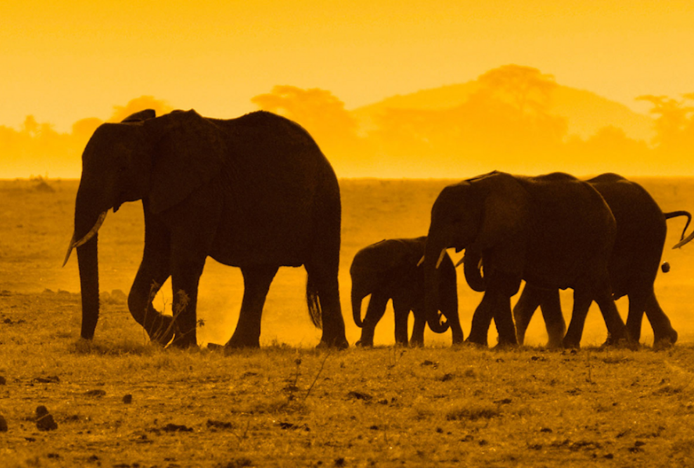 IT Outsourcing in Kenia bei welchem Du den Preis festlegen darfst