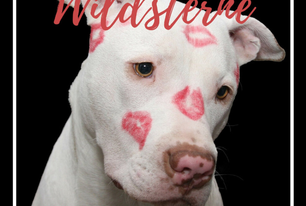 Futter statt Rosen - Wildsterne spendet an Münchner Tiertafel