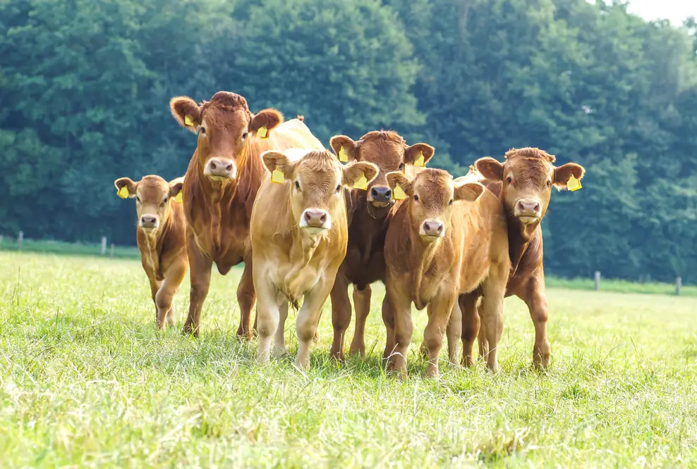 Tierschutz in der Massentierhaltung