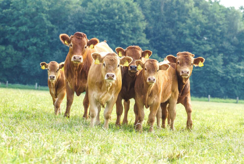 Tierschutz in der Massentierhaltung
