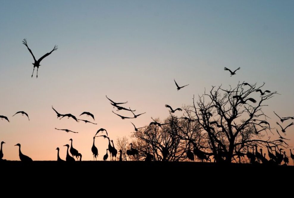 Kraniche über Schloss Hohendorf:
