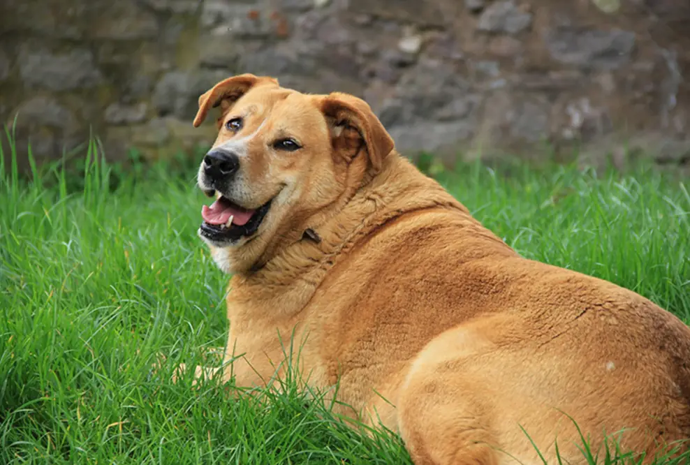 Übergewicht beim Hund I Was tun?