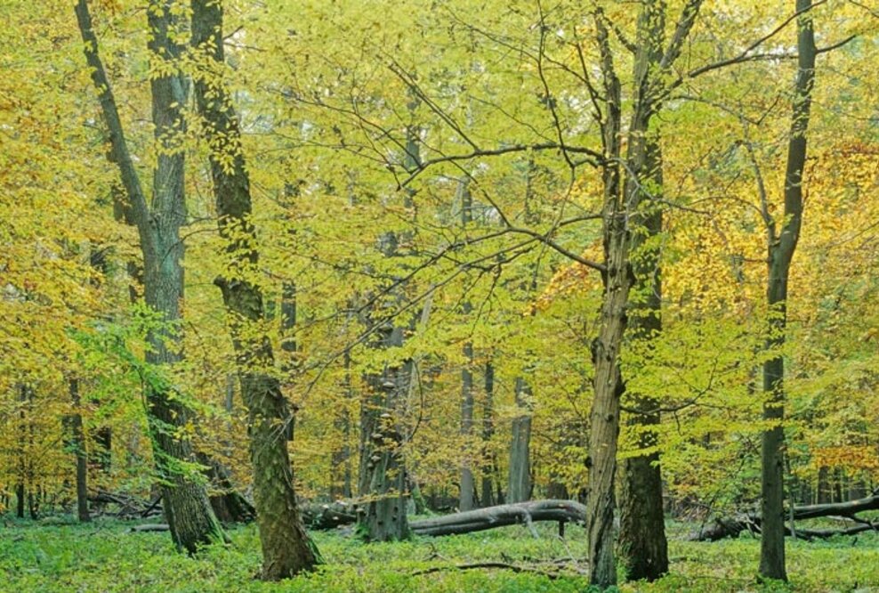 Waldbaden geht auch im Herbst – Mitten in Deutschland die eigene Mitte finden