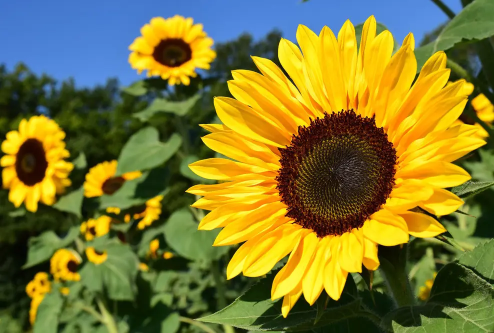Von der Sonnenblume zur einzigartigen Innovation