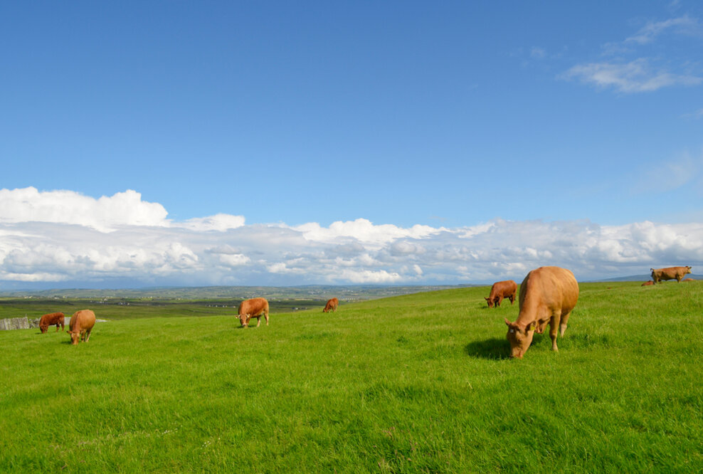 Mehrwert Tierwohl: Irische Agrartechnik-Unternehmen etablieren weltweite Standards in der Nutztierhaltung