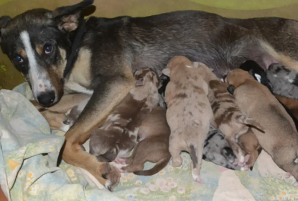 Alles neu macht der Frühling – Tierbabys fluten Tierheime
