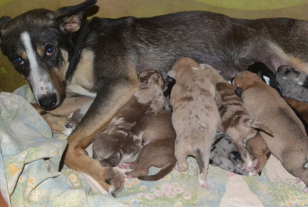 Alles neu macht der Frühling – Tierbabys fluten Tierheime