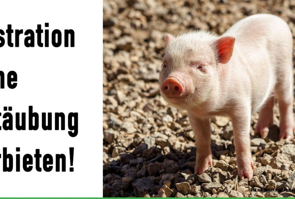 Kastration ohne Betäubung verbieten – Tierschutz hier!