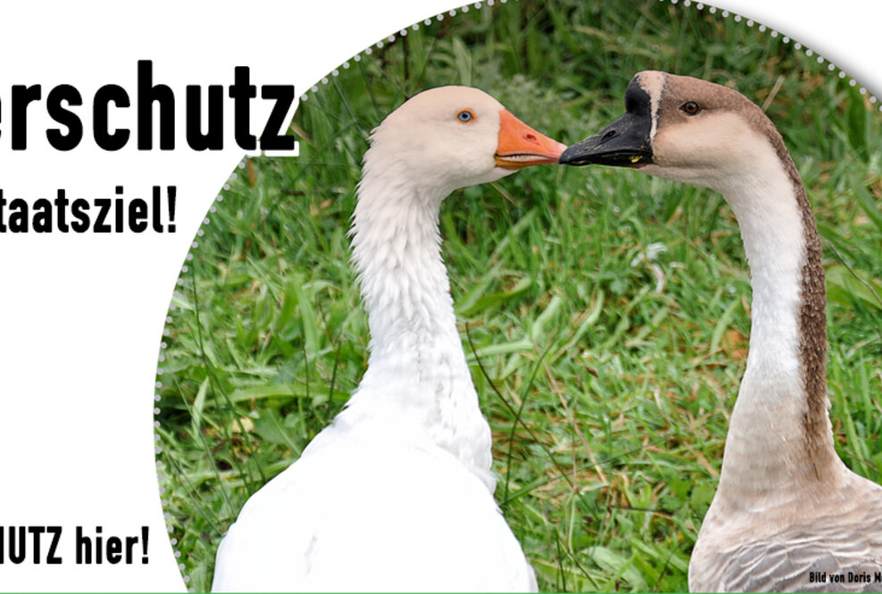 Tierschutz als Staatsziel - Tierschutz hier – DAS ORIGINAL